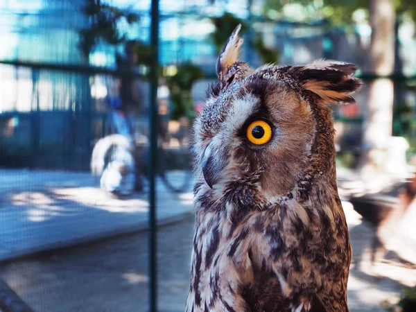 Hibou Assis Sur Banc — Photo