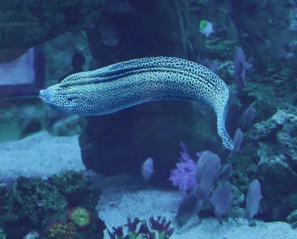 Mura Hatalmas Kígyó Sweaming Kék Óceán — Stock Fotó