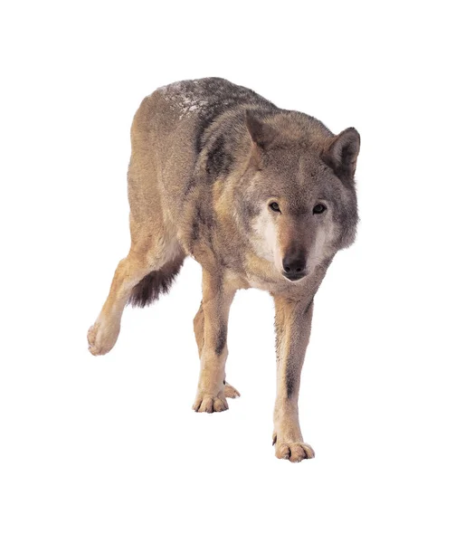 Wolf Met Grijze Fullsize Schattig — Stockfoto