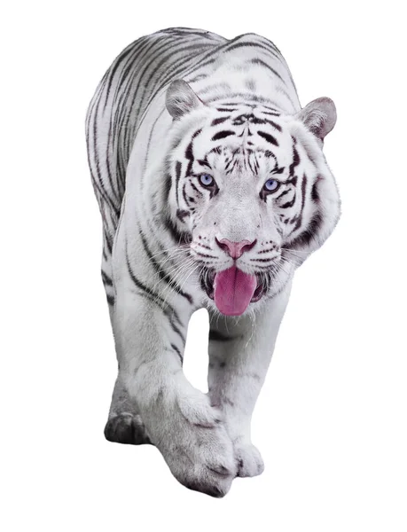 Koca Kaplan Panthera Tigris Bengalensis White Adlı Izole Yürüyüş Beyaz — Stok fotoğraf