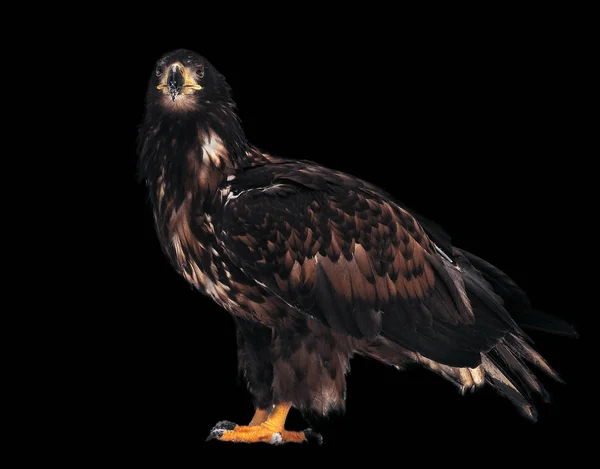Eagle Permanent Fullsize Geïsoleerd Zwart — Stockfoto