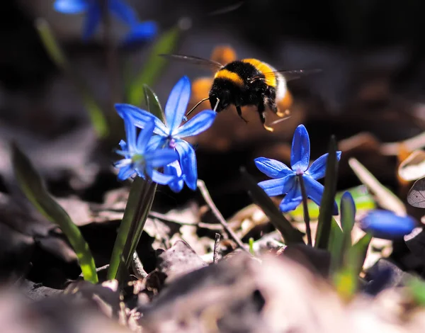 Bumble Bee Snowdrops Spring — Stock Photo, Image