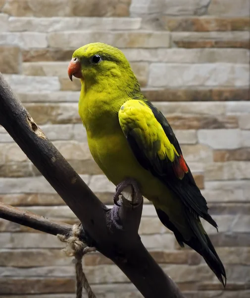 Loro Verde Está Sentado Retrato Rama — Foto de Stock