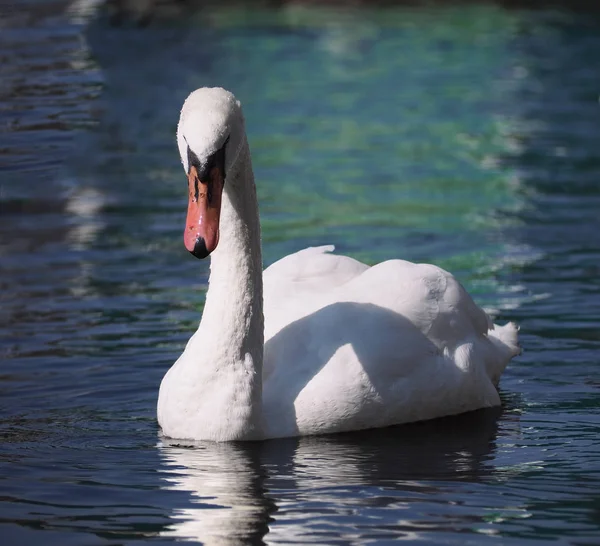 Swan Suando Para Câmera — Fotografia de Stock