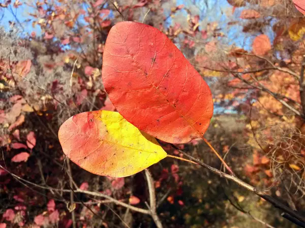 Two Beautifull Autumn Leaves — Stock Photo, Image