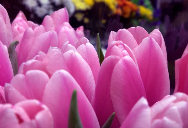 Różowe Tulipany Naturalnego Tła — Zdjęcie stockowe