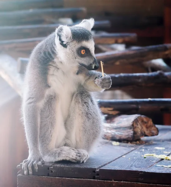 Lemur at the green forest