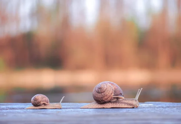 Caracóis Corrida Grande Vitória Graciosamente — Fotografia de Stock