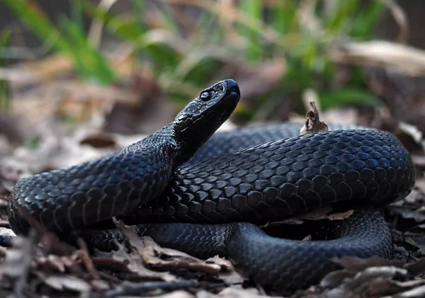 Serpent Noir Glisse Sur Les Feuilles Herbe — Photo