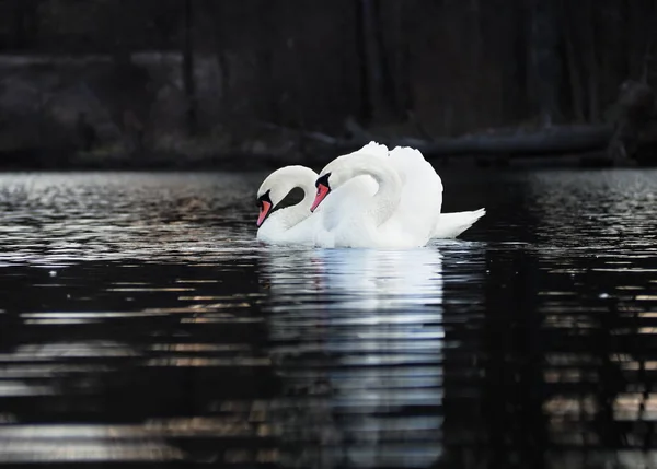 白色天鹅夫妇在一个美丽的身影在黑暗的湖泊背景与美丽的 Reflecion 在水中 — 图库照片