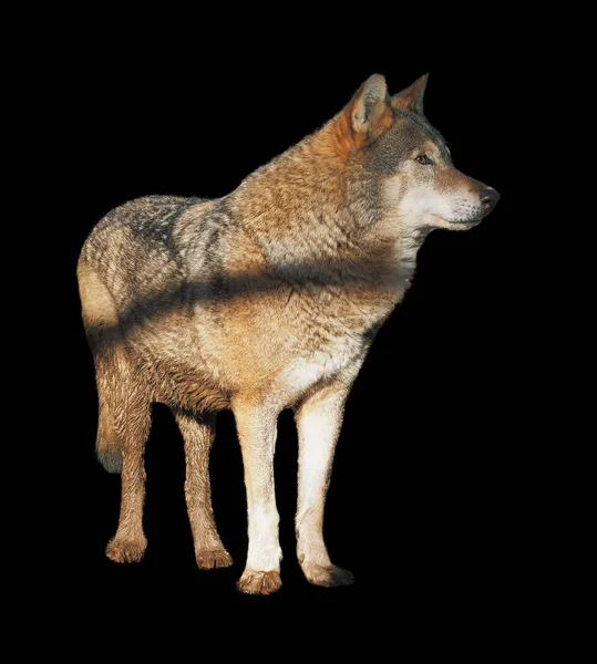 Wolf Standing Grey Full Size Cute — Stock Photo, Image