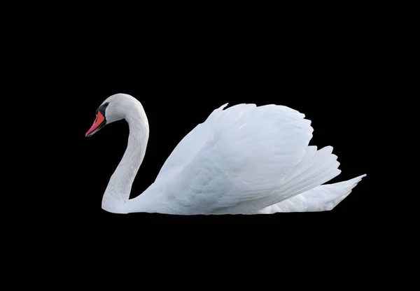 Cisne Branco Jovem Bonito Isolado Preto — Fotografia de Stock