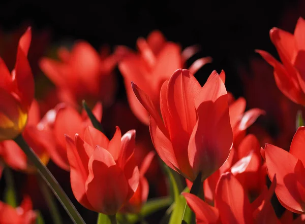 Czerwone Tulipany Wiele Słońce — Zdjęcie stockowe