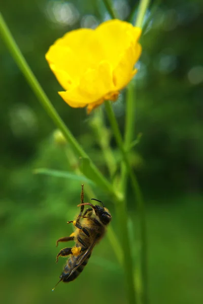 Comida Abeja Muerta Para Araña —  Fotos de Stock