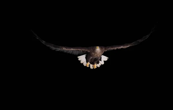 Eagle Brun Med Vit Svans Flyger Framifrån Isolerad Svart — Stockfoto