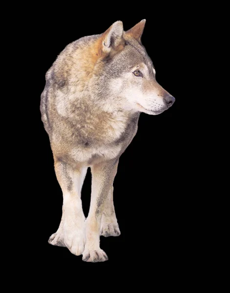Λύκος Τρέχει Γκρι Πλήρες Μέγεθος Χαριτωμένο — Φωτογραφία Αρχείου
