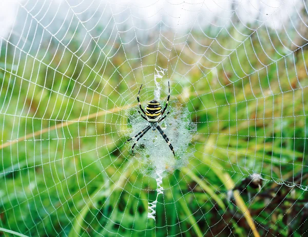 Spider Net Zelené Trávě — Stock fotografie