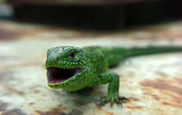 Lagarto Verde Quer Morder — Fotografia de Stock