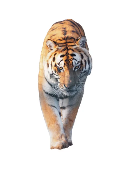 Tiger Sneaks Walking Full Size Isolated — Stock Photo, Image