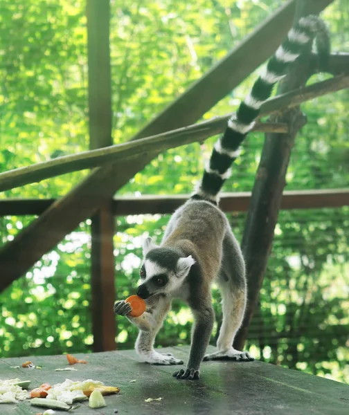 Lemur at the green forest