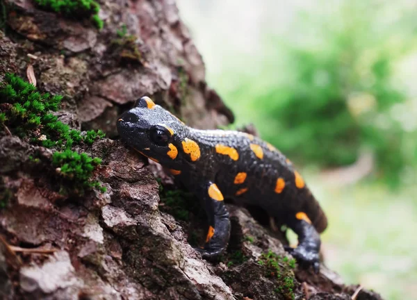 Salamandra Stein Und Grünes Gras Den Karpaten — Stockfoto