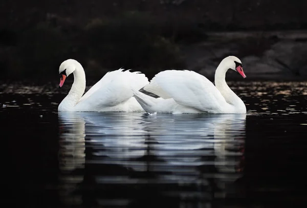 Cisnes Brancos Uma Bela Figura Fundo Lago Escuro Com Bela — Fotografia de Stock