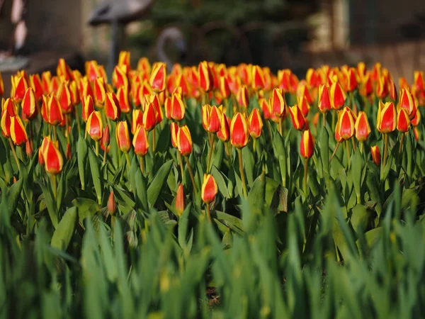 Czerwone Żółte Tulipany Ogrodzie — Zdjęcie stockowe