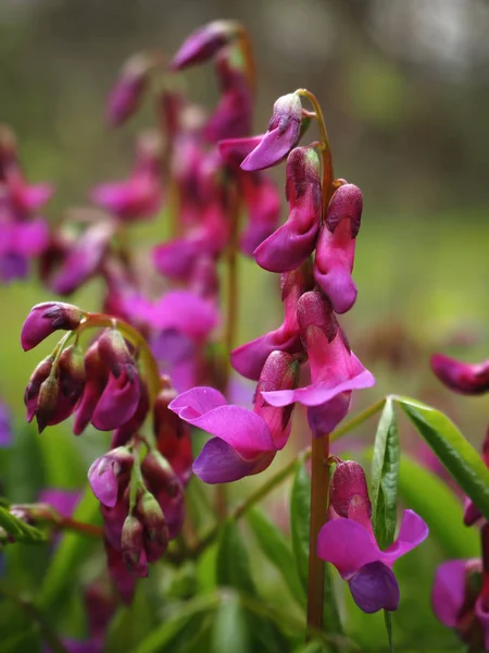 森林里的紫色野花 — 图库照片