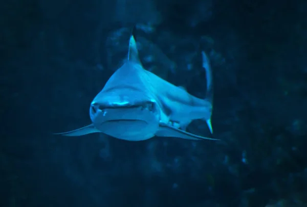 Köpekbalığı Mavi Kapatmak Yukarıya Kameraya Bakıyor — Stok fotoğraf