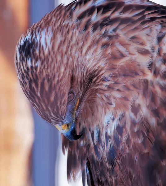 Hawku Buteo Hrdý Portrét Hlavou Dolů — Stock fotografie