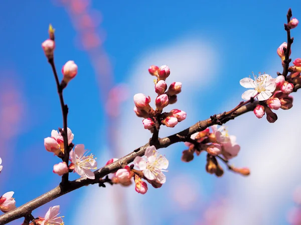 Apricot blossom pink spring flowers
