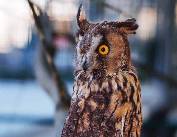 Hibou Assis Sur Banc — Photo