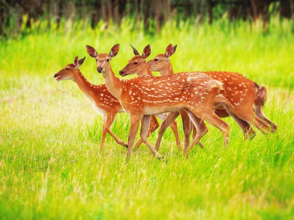 草原の草の上の鹿かわいい — ストック写真