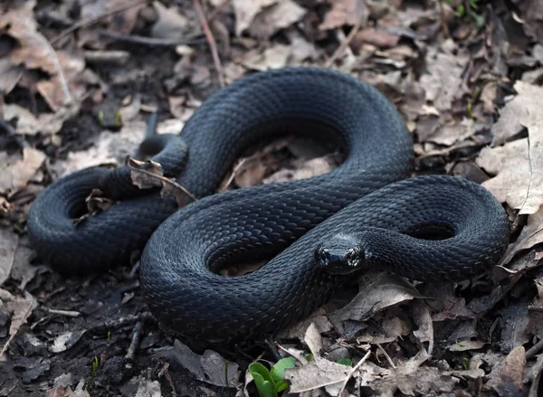 Чорна Небезпечна Змія Листі Лісі Дивиться Камеру — стокове фото