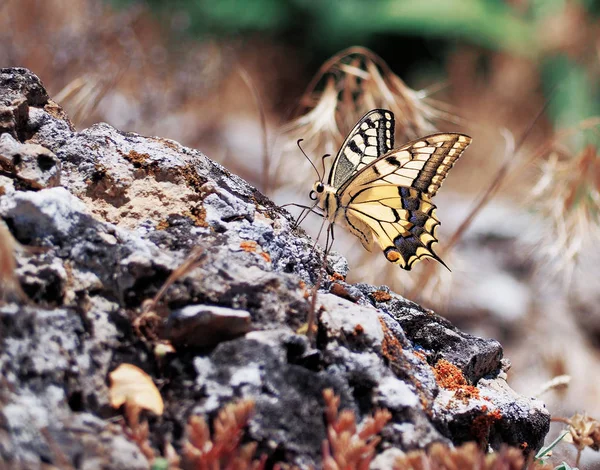 Witte Vlinder Machaon Close Bovenaanzicht — Stockfoto