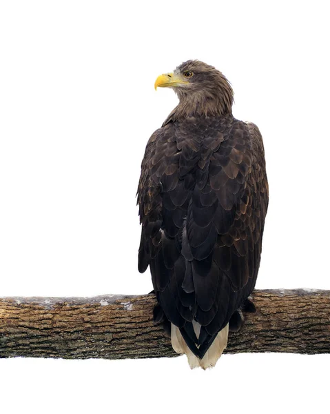 Adler Sitzt Ast Und Blickt Isoliert Auf Weiß Zurück — Stockfoto