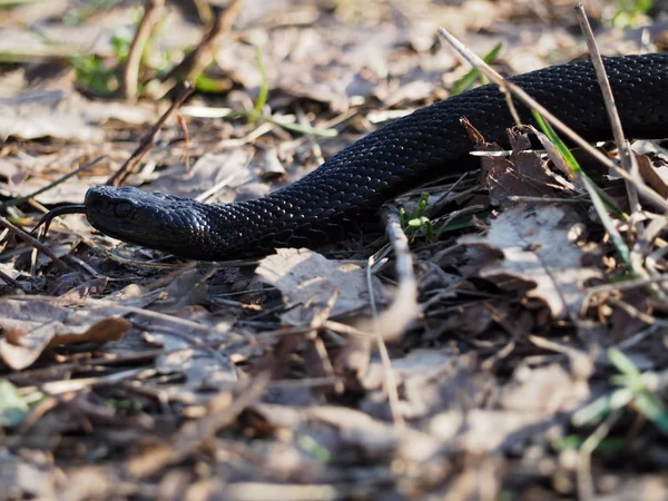 Black Snake Skogen Bladen Kryper Snabbt — Stockfoto