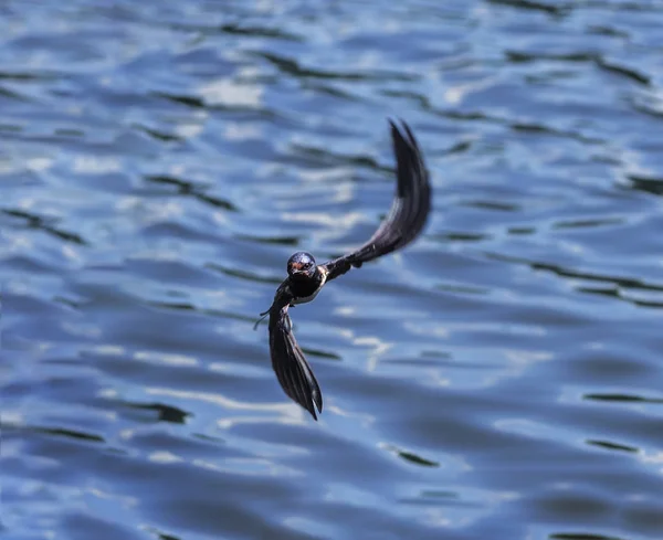 Engolir Voo Sobre Lago — Fotografia de Stock