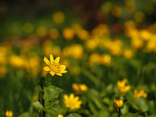 草原で明るい黄色の花 — ストック写真