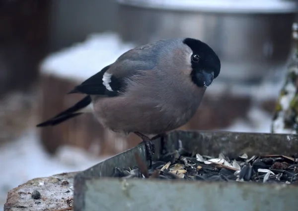 Grey Pequeno Pássaro Bonito Como Pardal Sentado Alimentador Olhando Para — Fotografia de Stock