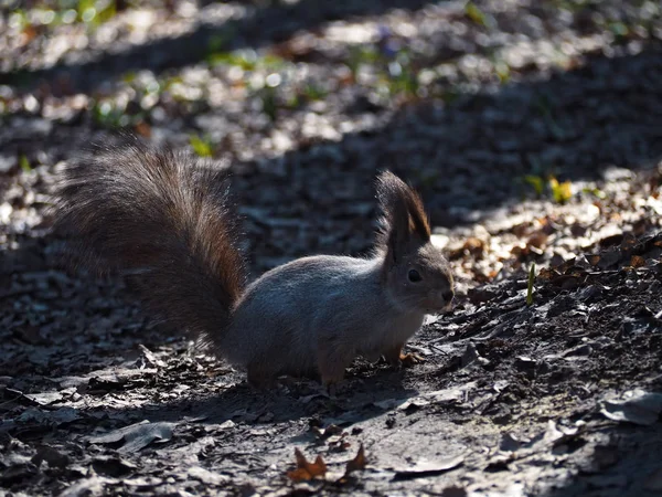 Eichhörnchen Rot Das Sich Wald Vor Der Sonne Versteckt — Stockfoto