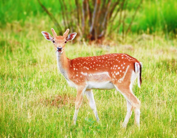 Rehe Gras Auf Der Wiese — Stockfoto