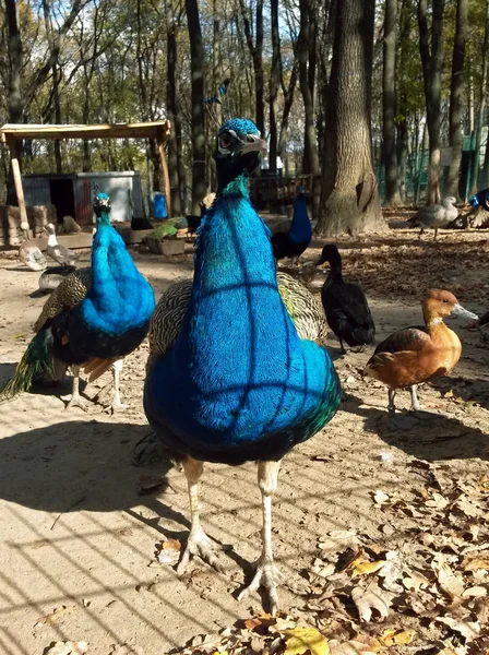 Tavus kuşu ve ördekler kapat 