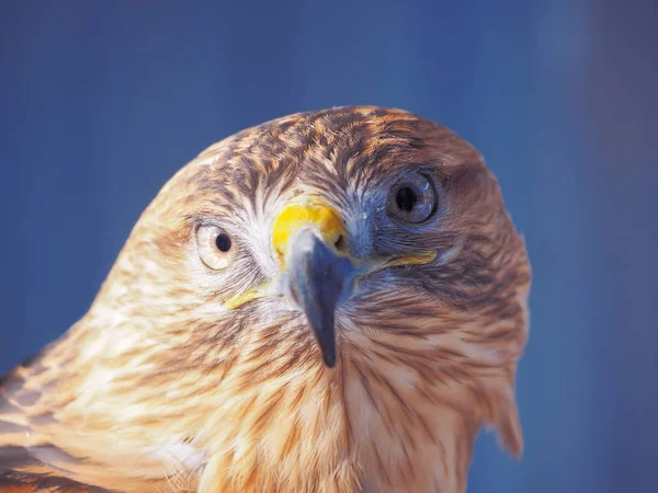 Eagle Hnědé Vážné Hlavou Zblízka — Stock fotografie