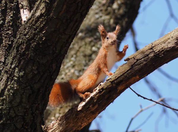 Eichhörnchen Rot Niedlich Baum Kletternd Und Hallo Sagend — Stockfoto