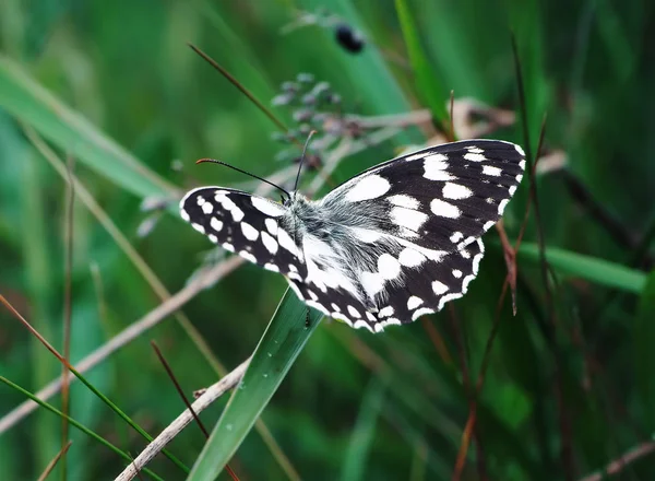 Butterfly Galathea Melanargia Green Grass Cute — Stock Photo, Image