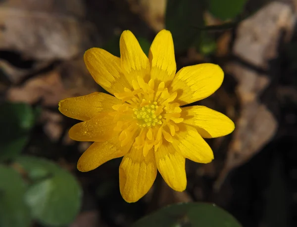 Yellow Spring Flower Macro Top View — Stock Photo, Image