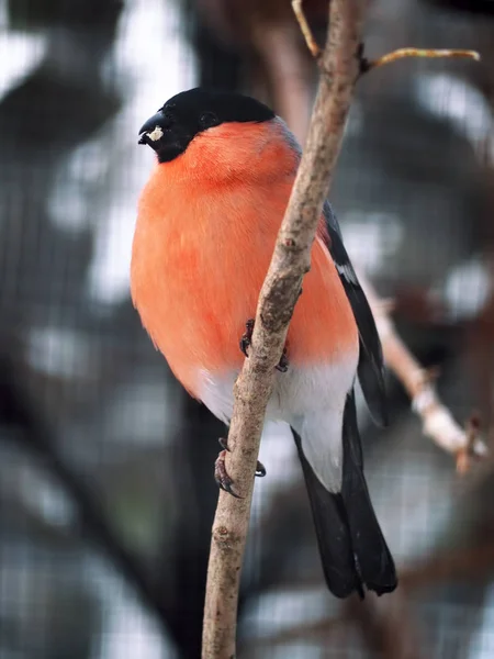 Bullfinch Branche Avec Maïs Dans Bec Regardant Caméra — Photo