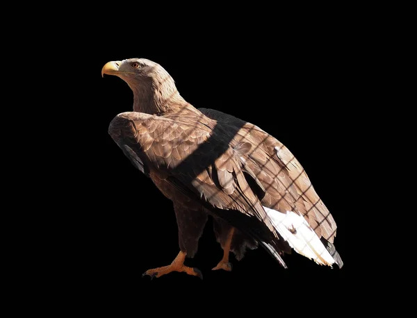 Eagle Bruin Zit Geïsoleerd Zwarte — Stockfoto