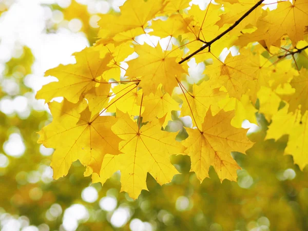 Yellow Mapple Leaf Tree Macro — Stock Photo, Image